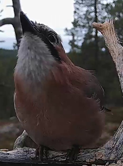 Best image of Eurasian jay