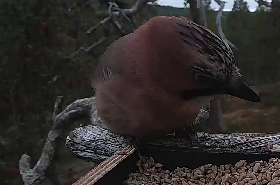 Best image of Eurasian jay
