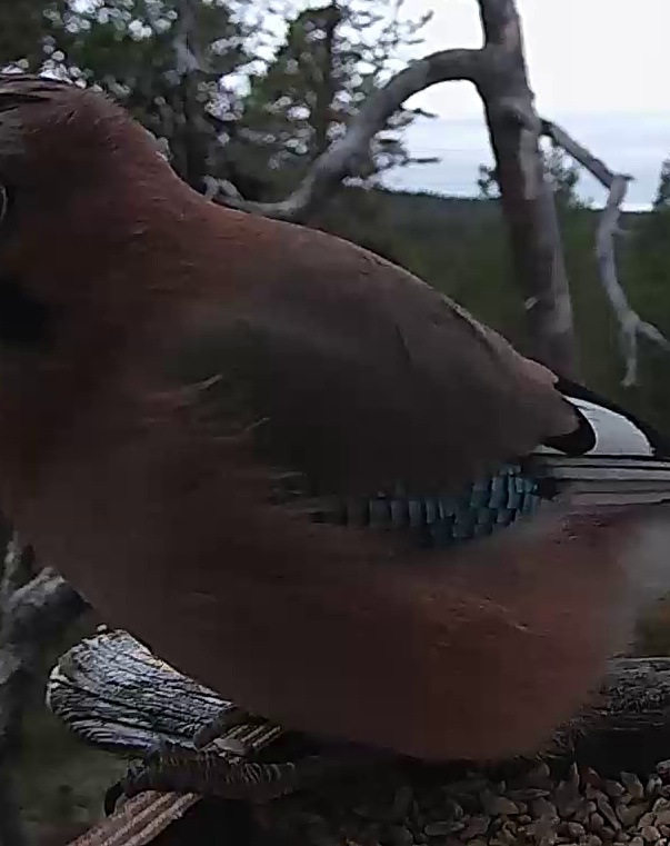 Best image of Eurasian jay