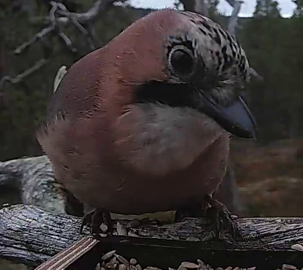 Best image of Eurasian jay