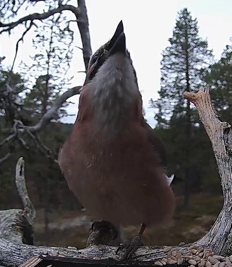 Best image of Eurasian jay