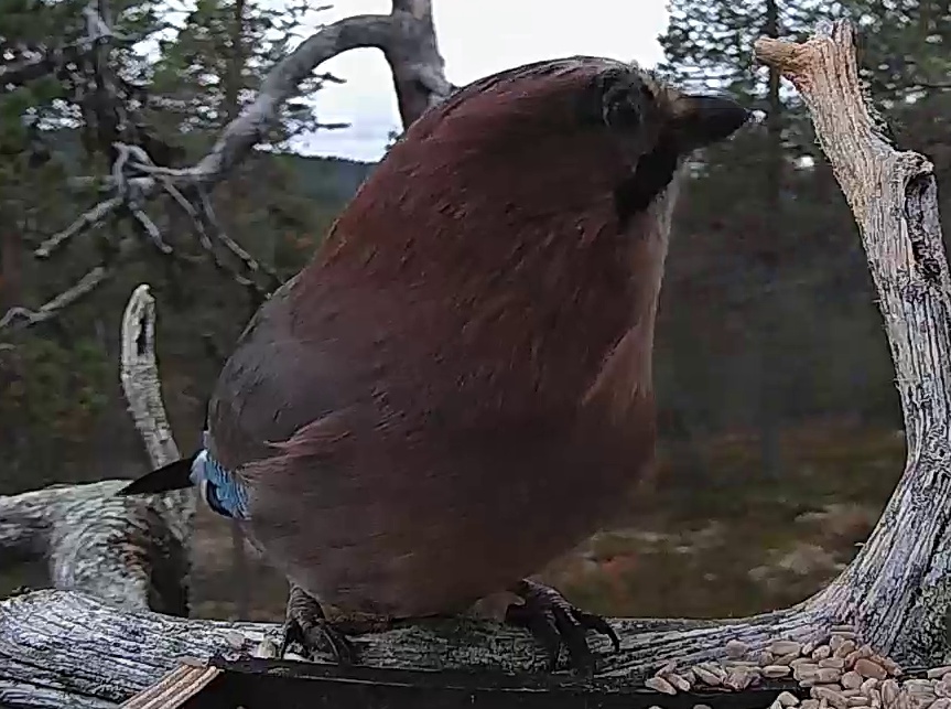 Best image of Eurasian jay