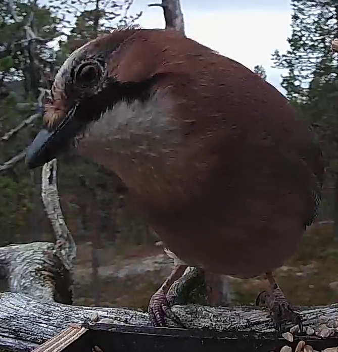 Best image of Eurasian jay