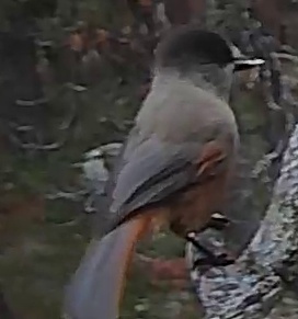 Best image of Siberian jay