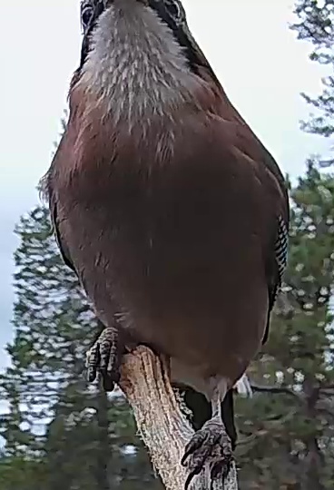 Best image of Eurasian jay
