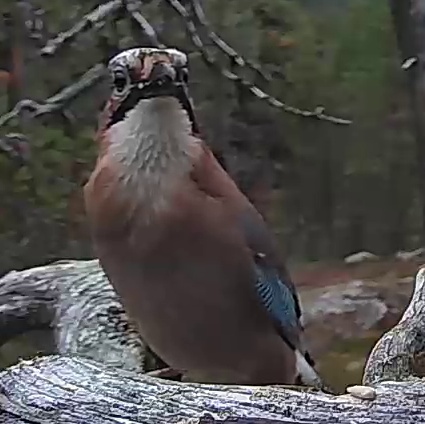 Best image of Eurasian jay