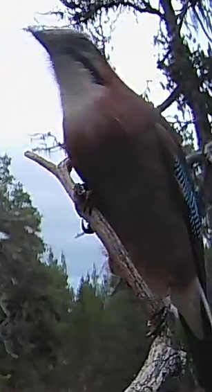 Best image of Eurasian jay