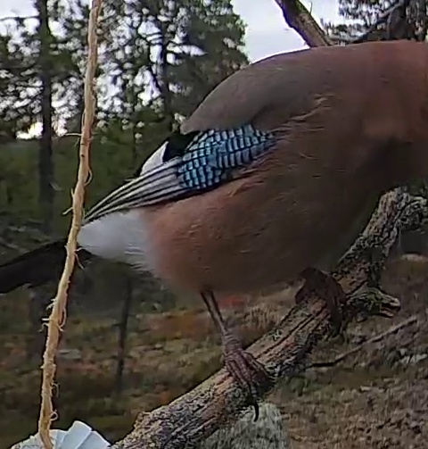 Best image of Eurasian jay