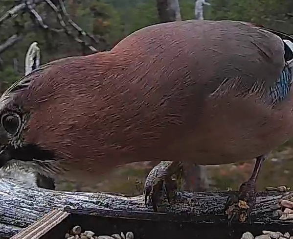 Best image of Eurasian jay