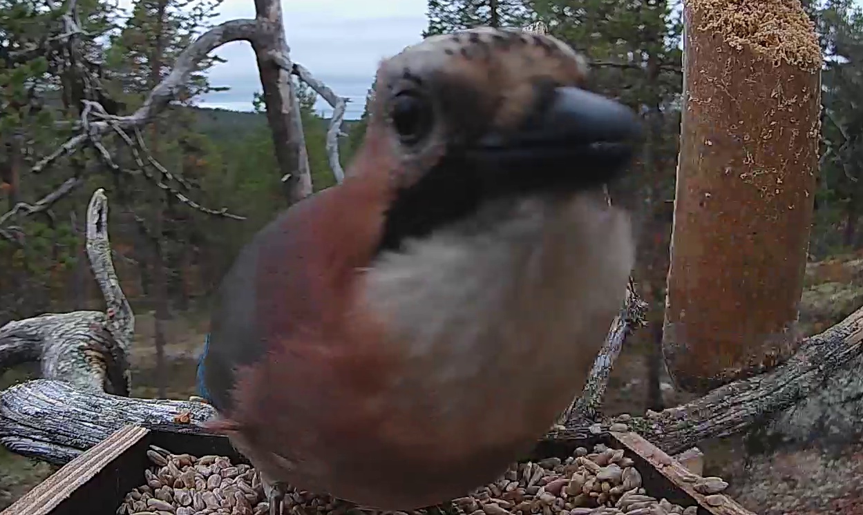 Best image of Eurasian jay