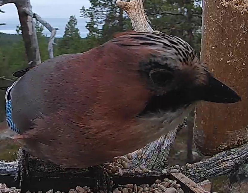 Best image of Eurasian jay