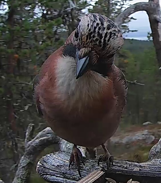 Best image of Eurasian jay