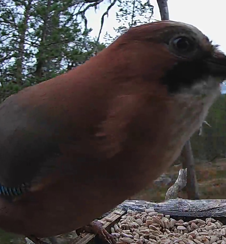 Best image of Eurasian jay