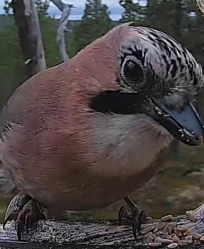 Best image of Eurasian jay