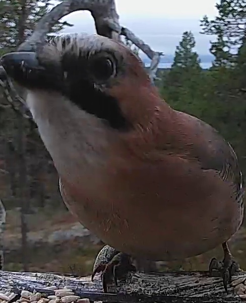 Best image of Eurasian jay