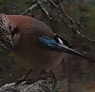 Best image of Eurasian jay