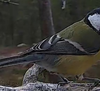 Best image of Great tit