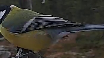 Best image of Great tit