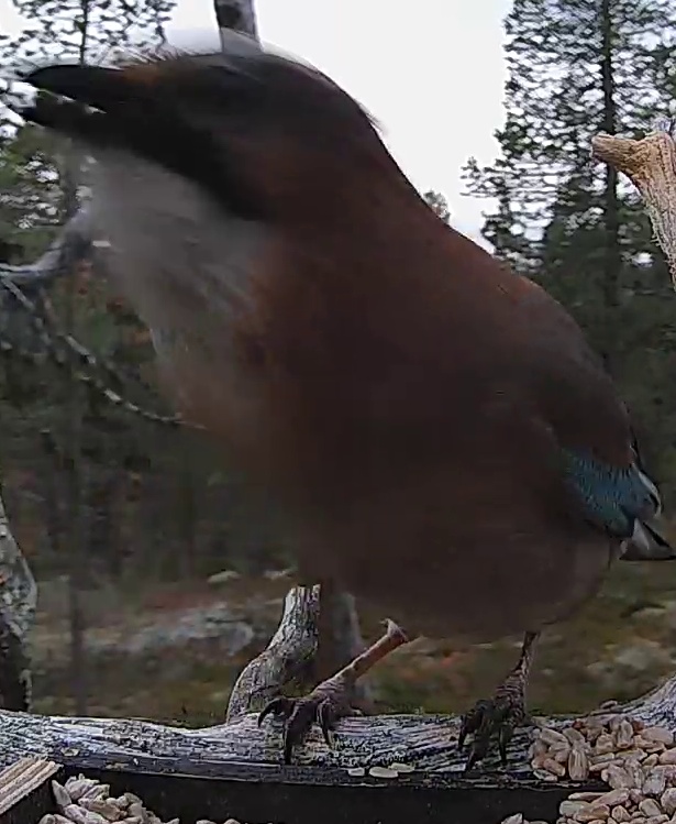 Best image of Eurasian jay