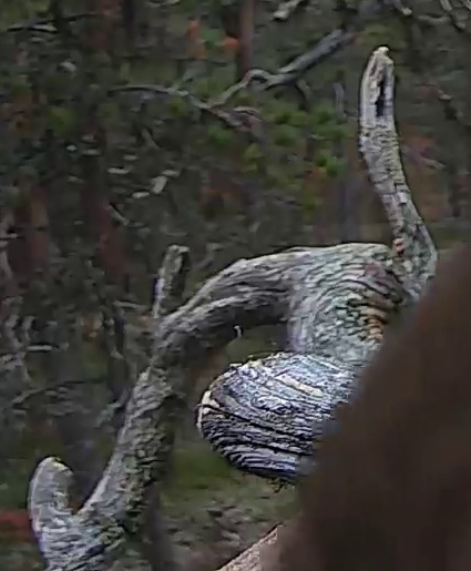 Best image of Lady Amhersts pheasant