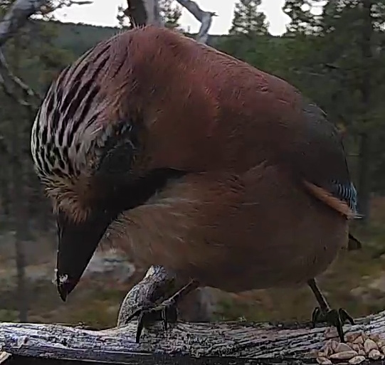 Best image of Eurasian jay
