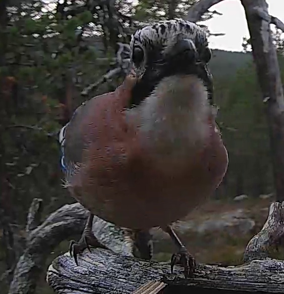 Best image of Eurasian jay