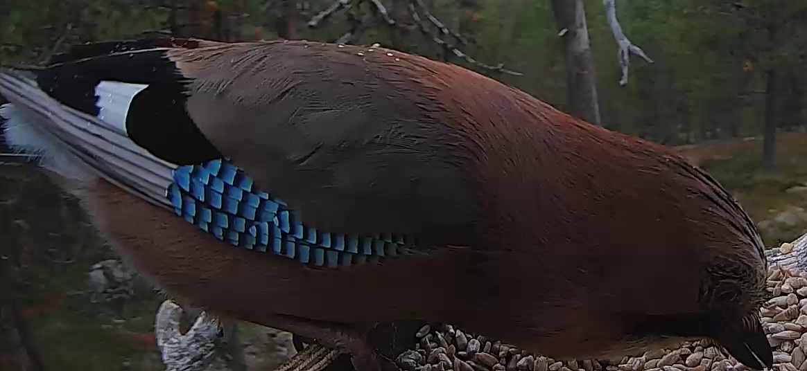 Best image of Eurasian jay