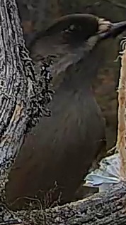 Best image of Northern goshawk