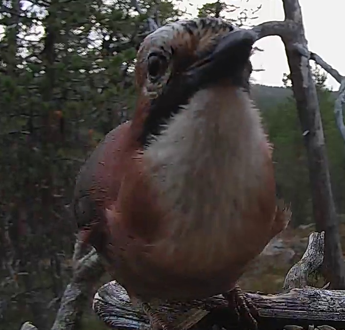 Best image of Eurasian jay