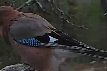 Best image of Eurasian jay