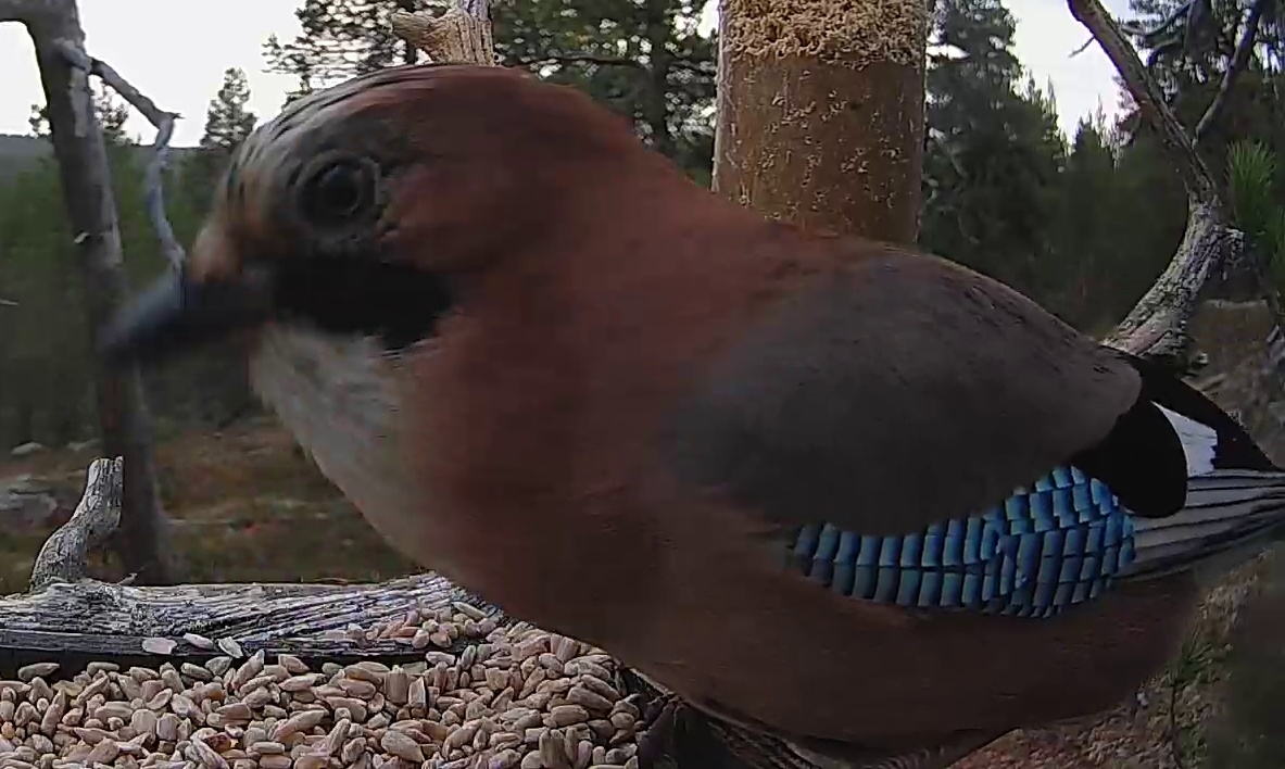 Best image of Eurasian jay