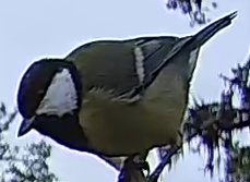Best image of Great tit