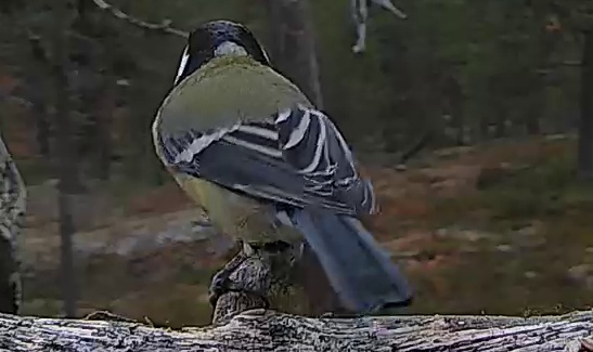Best image of Great tit