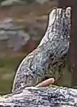 Best image of Saker falcon