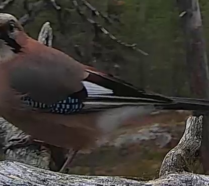 Best image of Eurasian jay