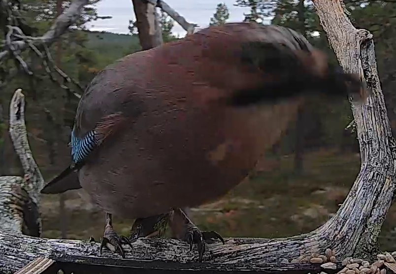Best image of Eurasian jay