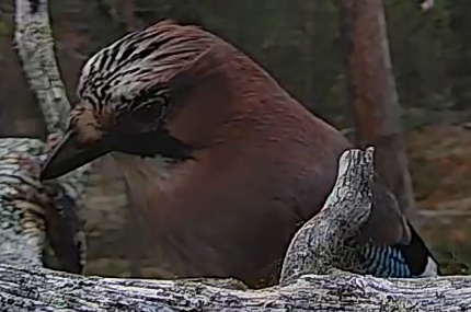 Best image of Eurasian jay