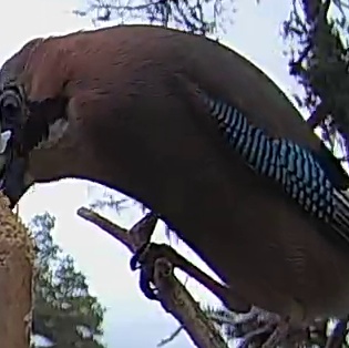 Best image of Eurasian jay