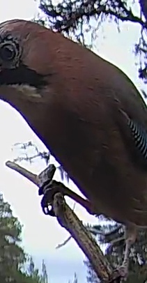 Best image of Eurasian jay