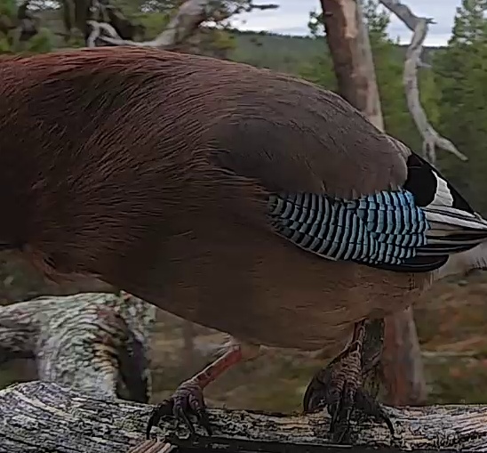 Best image of Eurasian jay