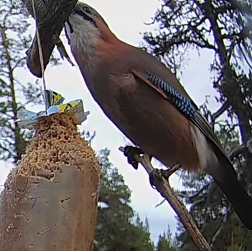 Best image of Eurasian jay