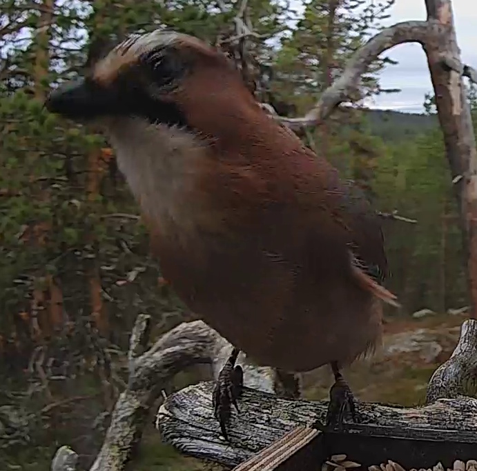 Best image of Eurasian jay