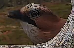 Best image of Eurasian jay