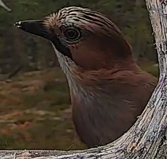 Best image of Eurasian jay