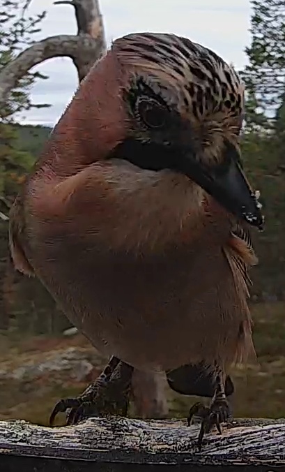 Best image of Eurasian jay