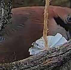 Best image of Eurasian jay