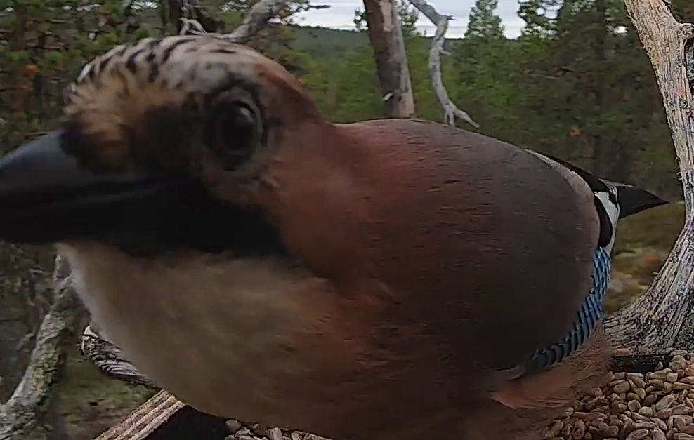 Best image of Eurasian jay