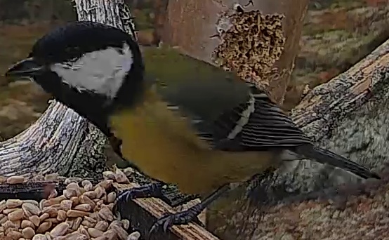 Best image of Great tit
