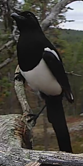 Best image of Razorbill