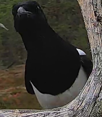Best image of Eurasian magpie